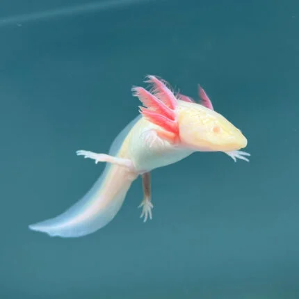 Find the Best Axolotls for Sale in the UK at Axolotl Planet