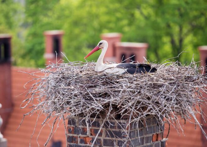 Where Can You Find Reliable Chimney Animal Removal Services in Norman