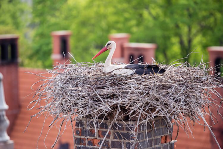 Where Can You Find Reliable Chimney Animal Removal Services in Norman