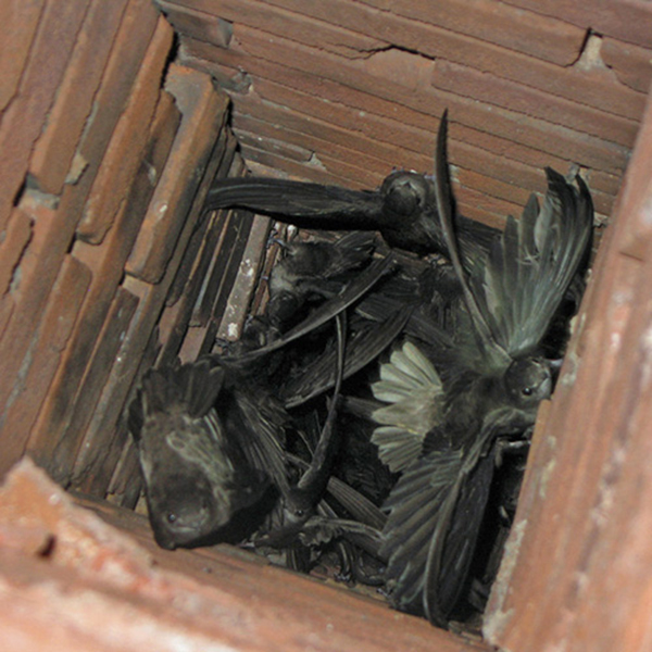 How Does Chimney Animal Removal Work in Westminster