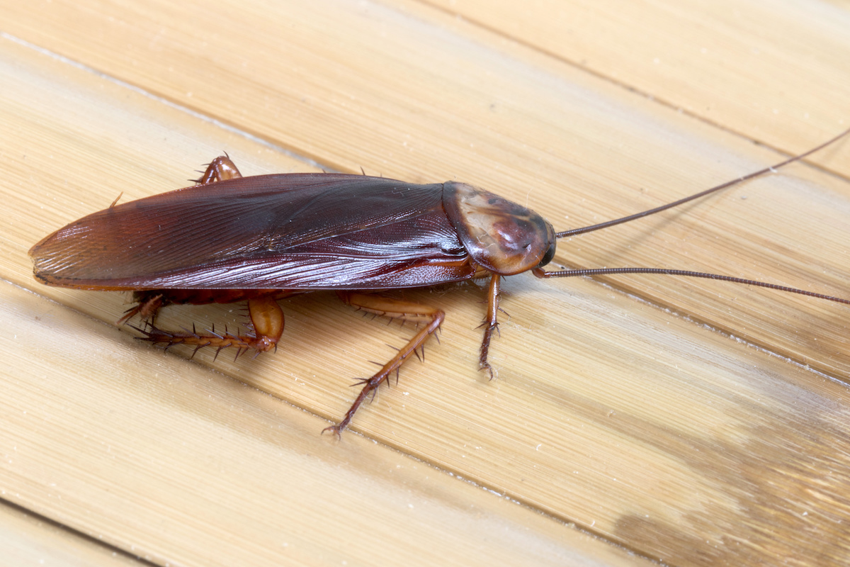 Ant-Control-Toronto: The Ultimate Guide to Protecting Your Home from Infestation in 2025